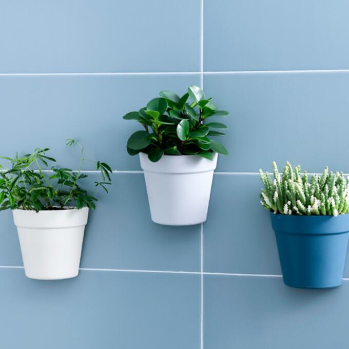 Creative Wall-mounted Hydroponic Flower Pot for Indoor Bonsai