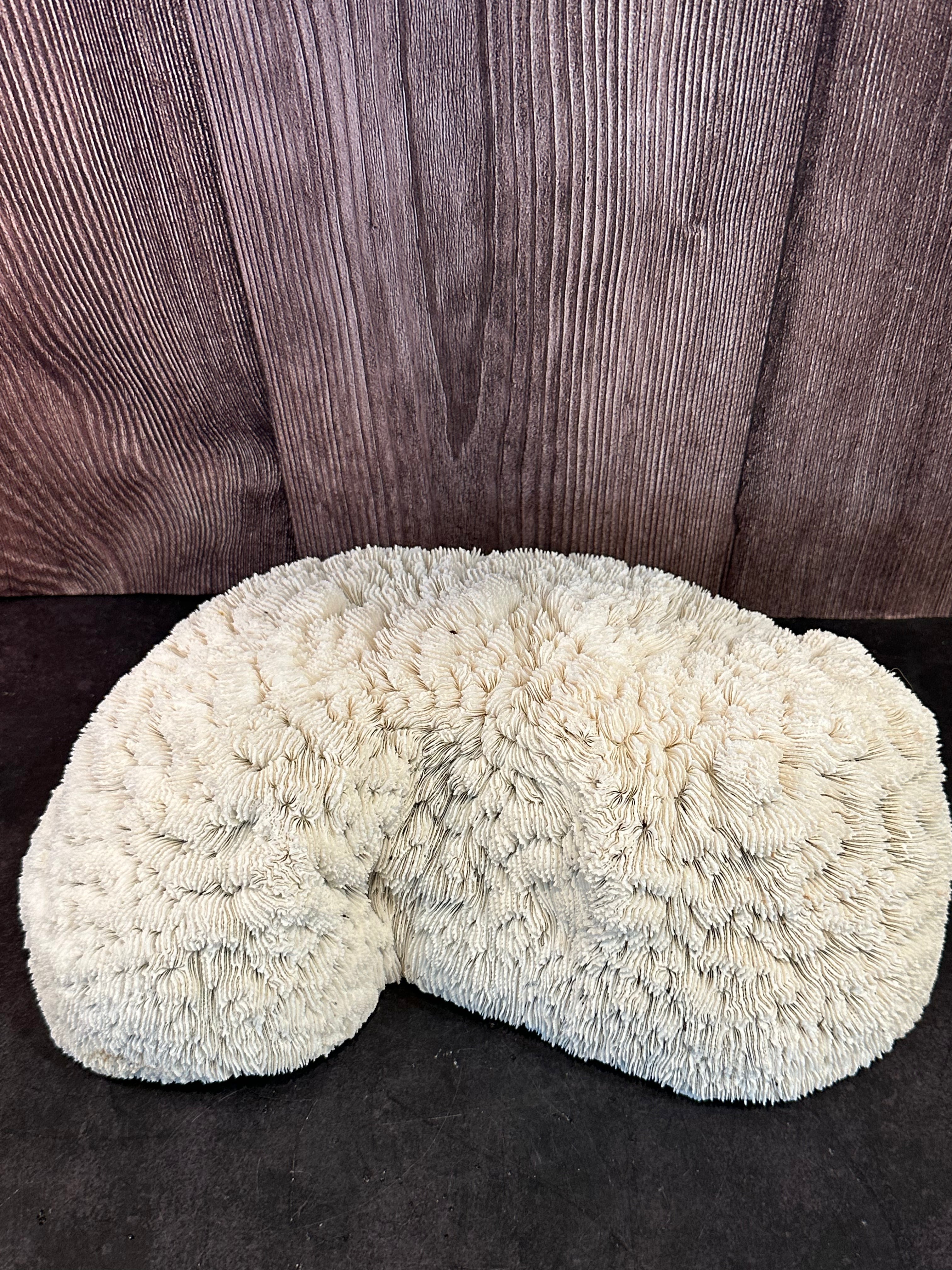 Vintage White Bowl Coral Specimen - Coastal Home Decor (Halomitra pileus)