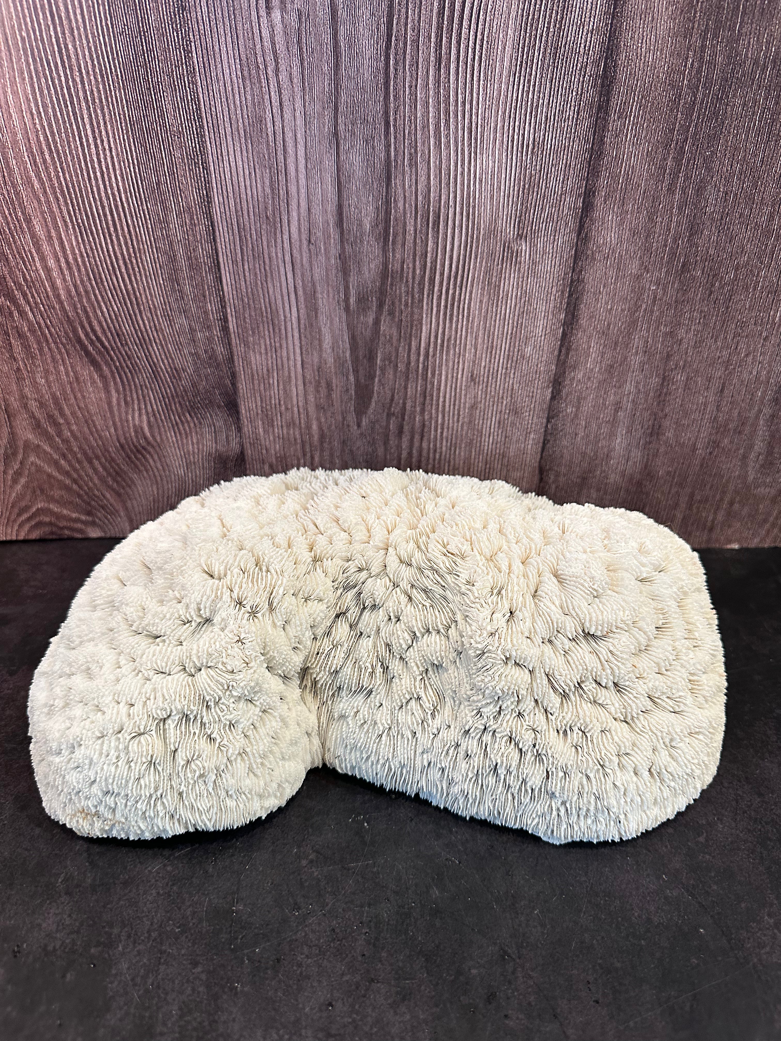 Vintage White Bowl Coral Specimen - Coastal Home Decor (Halomitra pileus)