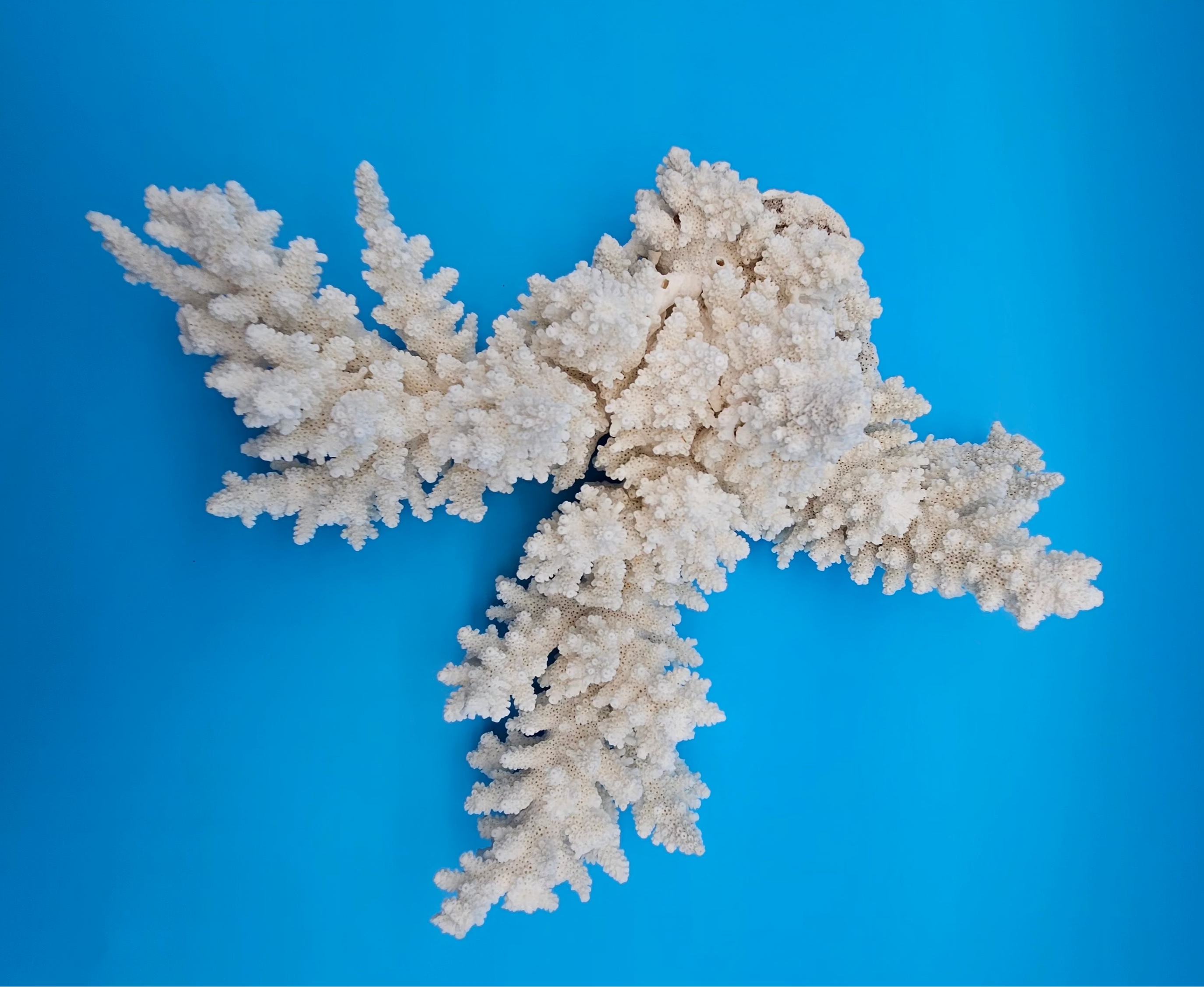 Vintage White Branch Coral Specimen - Natural Coastal Home Decor Piece