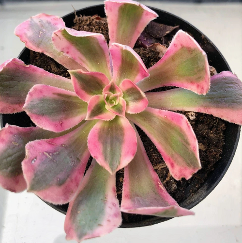 Aeonium Pink Witch Succulent Cutting for Planting – 2–6 Inch Live Aeonium, Rosette Succulent