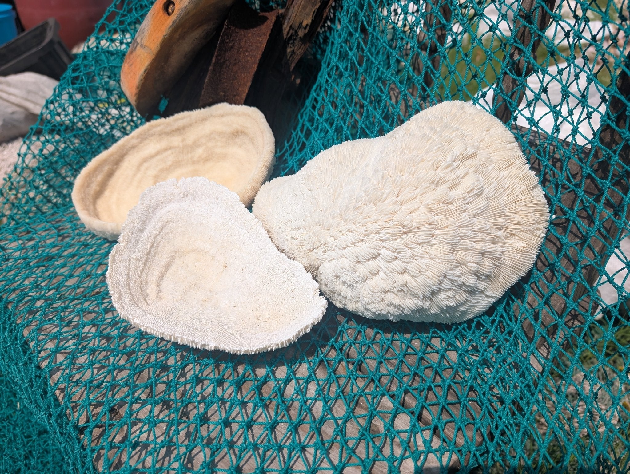 Vintage White Bowl Coral Specimen - Coastal Home Decor (Halomitra pileus)