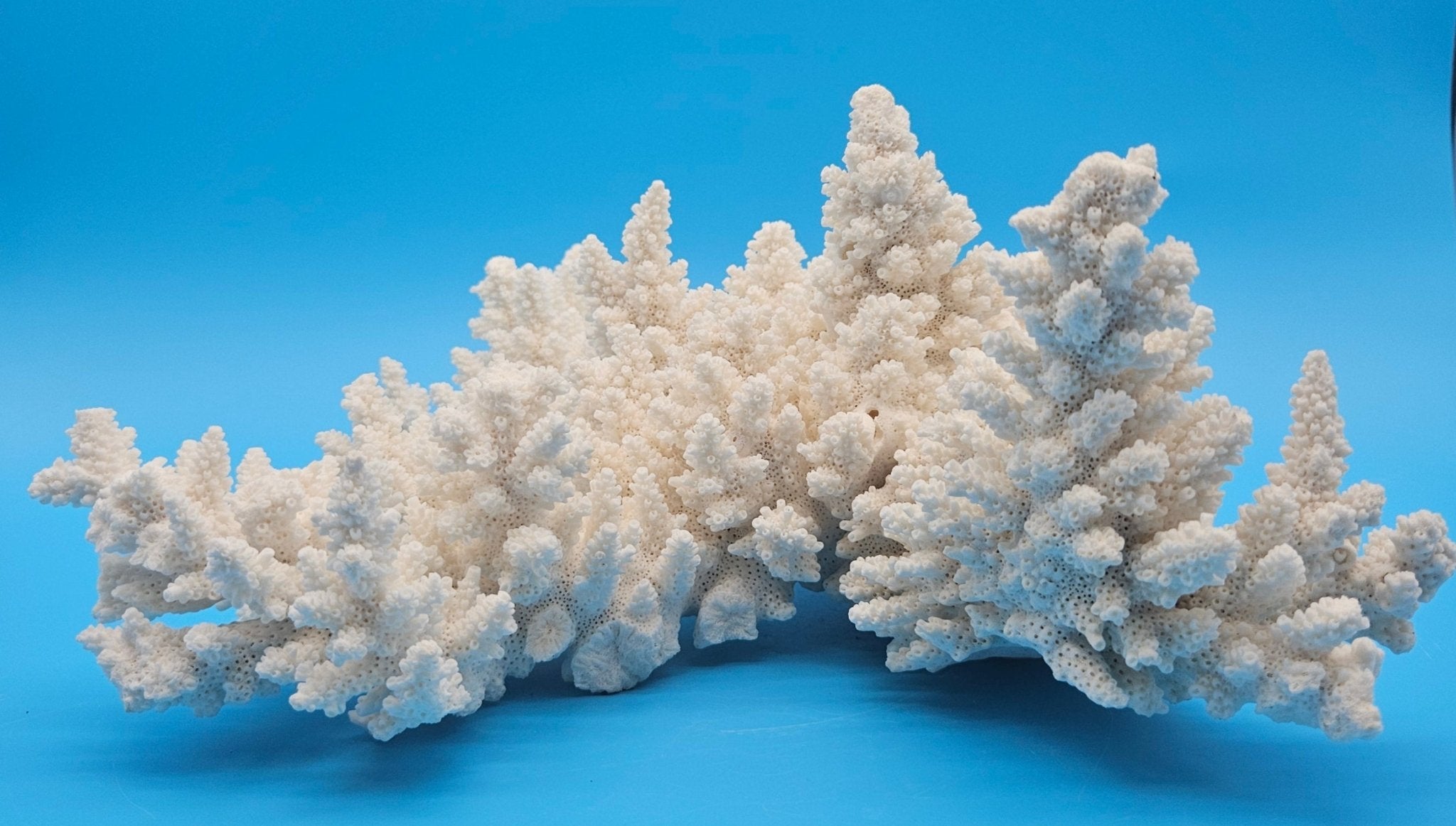 Vintage White Branch Coral Specimen - Natural Coastal Home Decor Piece