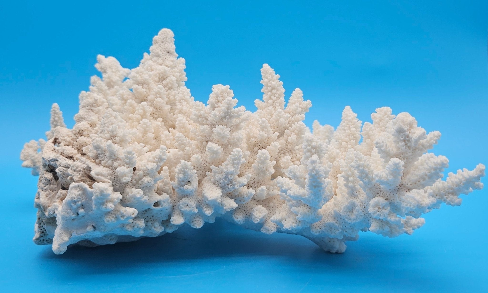 Vintage White Branch Coral Specimen - Natural Coastal Home Decor Piece