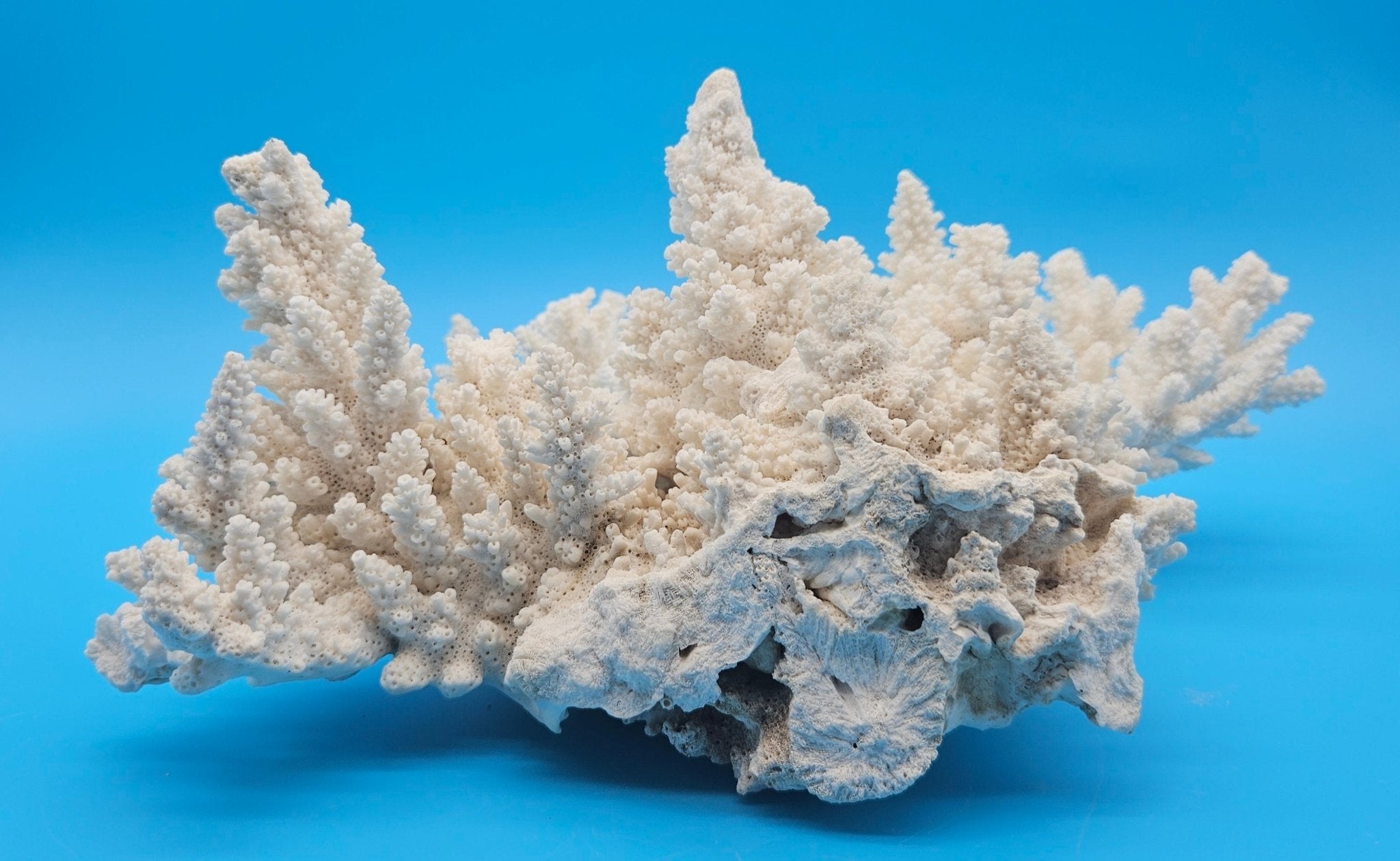 Vintage White Branch Coral Specimen - Natural Coastal Home Decor Piece